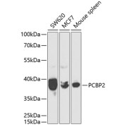 Western blot analysis of extracts of various cell lines using PCBP2 Antibody (1/1000 dilution).