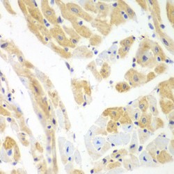 Poly(RC) Binding Protein 2 (PCBP2) Antibody