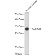 Western blot analysis of extracts of Mouse kidney using ADIPOQ Antibody (1/1000 dilution).
