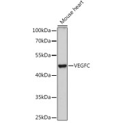 Western blot analysis of extracts of Mouse heart using VEGFC Antibody (1/1000 dilution).