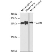 Western blot analysis of extracts of various cell lines using GZMB Antibody (1/1000 dilution).
