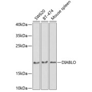 Western blot analysis of extracts of various cell lines using DIABLO Antibody (1/1000 dilution).