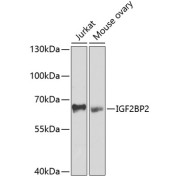 abx002079