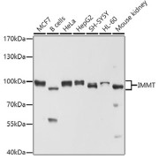 Western blot analysis of extracts of various cell lines using IMMT Antibody (1/1000 dilution).