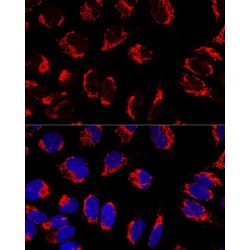 MICOS Complex Subunit MIC60 (IMMT) Antibody