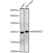 Western blot analysis of various lysates using NEUROG3 Antibody (1/1000 dilution).