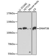 abx002130