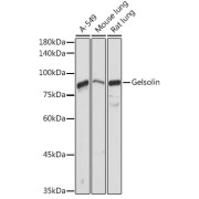 abx002150