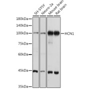 Western blot analysis of extracts of various cell lines using HCN1 Antibody (1/1000 dilution).