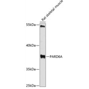 Western blot analysis of extracts of rat skeletal muscle using PARD6A Antibody (1/3000 dilution).