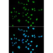 Immunofluorescence analysis of A549 cells using PAX2 Antibody