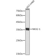 Western blot analysis of extracts of NCI-H460 cells using NKX2-1 Antibody (1/500 dilution).