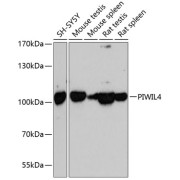 Western blot analysis of extracts of various cell lines using PIWIL4 Antibody (1/3000 dilution).
