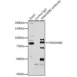 Family With Sequence Similarity 160, Member B2 (FAM160B2) Antibody