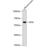 Western blot analysis of extracts of Mouse brain using NFIA Antibody (1/1000 dilution).