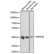 abx002349