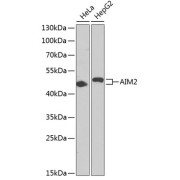 abx002396