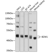 Western blot analysis of extracts of various cell lines using BZW1 Antibody (1/1000 dilution).