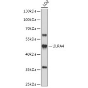 Western blot analysis of extracts of LO2 cells using LILRA4 Antibody (1/1000 dilution).