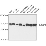 abx002625