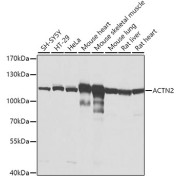 abx002676