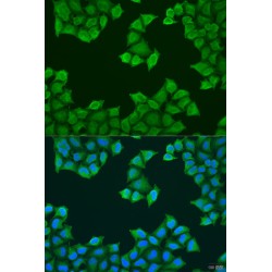 ATP Synthase-Coupling Factor 6, Mitochondrial (ATP5PF) Antibody