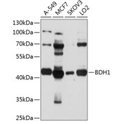 Western blot analysis of extracts of various cell lines using BDH1 Antibody (1/1000 dilution).