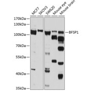 Western blot analysis of extracts of various cell lines using BFSP1 Antibody (1/1000 dilution).