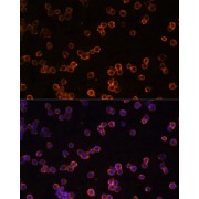 abx002729