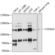 Western blot analysis of extracts of various cell lines using COL6A2 Antibody (1/1000 dilution).