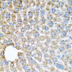 Cytochrome C Oxidase Subunit 6A1 (COX6A1) Antibody