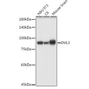 Western blot analysis of extracts of various cell lines using DVL3 Antibody (1/1000 dilution).