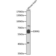 abx002800