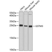 abx002846