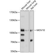 Western blot analysis of extracts of various cell lines using MOV10 Antibody (1/1000 dilution).