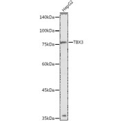 Western blot analysis of extracts of HepG2 cells using TBX3 Antibody (1/1000 dilution).