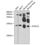 Western blot analysis of extracts of various cell lines using DYNLT1 Antibody (1/1000 dilution).