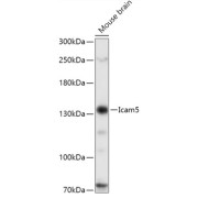 Western blot analysis of extracts of Mouse brain using Icam5 Antibody (1/1000 dilution).