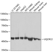abx003091
