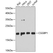 Western blot analysis of extracts of various cell lines using CGGBP1 Antibody (1/3000 dilution).