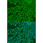 Immunofluorescence analysis of U2OS cells using FXR2 Antibody (1/100 dilution). Blue: DAPI for nuclear staining.