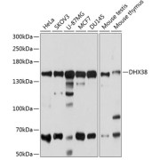 Western blot analysis of extracts of various cell lines using DHX38 Antibody (1/1000 dilution).