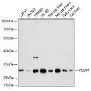 Western blot analysis of extracts of various cell lines using PQBP1 Antibody (1/1000 dilution).