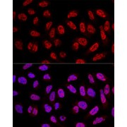 Confocal immunofluorescence analysis of U2OS cells using SF3A3 Antibody (1/100 dilution). Blue: DAPI for nuclear staining.
