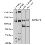 Western blot analysis of extracts of various cell lines using RAPGEF4 Antibody (1/1000 dilution).
