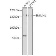 Western blot analysis of extracts of various cell lines using EMILIN1 Antibody