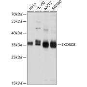 Western blot analysis of extracts of various cell lines using EXOSC8 Antibody (1/1000 dilution).