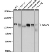 Western blot analysis of extracts of various cell lines using KIFAP3 Antibody (1/1000 dilution).
