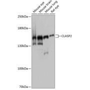 Western blot analysis of extracts of various cell lines using CLASP2 Antibody (1/1000 dilution).