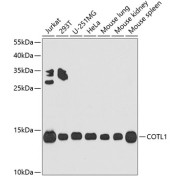 Western blot analysis of extracts of various cell lines using COTL1 Antibody (1/1000 dilution).